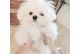 Maltese Puppies for sale in Boston, MA 02108, USA. price: $500
