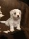 Maltese Puppies for sale in Asheville, NC, USA. price: $1,500