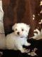 Maltese Puppies for sale in Asheville, NC, USA. price: $1,800
