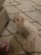 Maltese Puppies for sale in 1522 N 21st Ave, Melrose Park, IL 60160, USA. price: NA