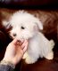 Maltese Puppies for sale in Lowell, MA 01851, USA. price: $2,500