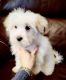 Maltese Puppies for sale in Lowell, MA 01851, USA. price: $2,300