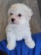 Maltese Puppies for sale in Romeoville, IL, USA. price: $1,200