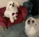 Maltese Puppies for sale in Palm Springs, CA, USA. price: $1,600