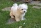 Maltese Puppies for sale in Mission Viejo, CA, USA. price: $1,800