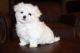 Maltese Puppies for sale in California City, CA, USA. price: $500