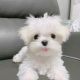 Maltese Puppies for sale in Kennedale, TX, USA. price: $650
