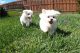 Maltese Puppies for sale in Sacramento, CA 95814, USA. price: $550
