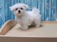 Maltese Puppies for sale in Dallas, TX, USA. price: $500