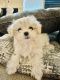Maltese Puppies for sale in Everett, WA, USA. price: $1,000