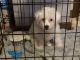 Maltese Puppies for sale in Paulsboro, NJ 08066, USA. price: $2,500