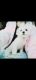 Maltese Puppies for sale in Dundalk, MD, USA. price: $1,400