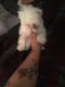 Maltese Puppies for sale in Fort Worth, TX, USA. price: $2,000