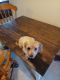 Maltese Puppies for sale in Indianapolis, IN 46234, USA. price: $300