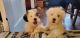 Maltese Puppies for sale in Hartford, CT, USA. price: $1,000