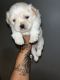 Maltese Puppies for sale in Pompano Beach, FL, USA. price: $1,100