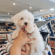 Maltese Puppies for sale in San Francisco, CA, USA. price: NA