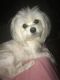Maltese Puppies for sale in Meriden, CT, USA. price: $850