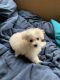 Maltese Puppies for sale in Stamford, CT, USA. price: NA