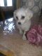Maltese Puppies for sale in Anaheim, CA 92801, USA. price: $500,700