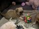 Maltese Puppies for sale in Pryor, OK 74361, USA. price: NA