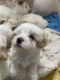 Maltese Puppies for sale in Twin Falls, ID, USA. price: $1,000