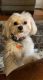 Maltese Puppies for sale in Starkville, MS 39759, USA. price: $2,000