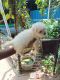 Maltese Puppies for sale in Hebbal, Bengaluru, Karnataka, India. price: 25,000 INR