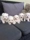 Maltese Puppies for sale in California, MD, USA. price: $800