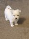 Maltese Puppies for sale in Southern Pines, NC, USA. price: $2,000