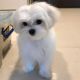 Maltese Puppies for sale in Delaware, OH 43015, USA. price: $900
