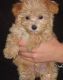 Maltese Puppies for sale in San Diego, CA, USA. price: $750