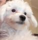 Maltese Puppies for sale in Conshohocken, PA 19428, USA. price: NA