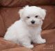Maltese Puppies for sale in ON-401, Lakeshore, ON, Canada. price: NA