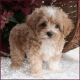 Maltese Puppies for sale in ON-401, Lakeshore, ON, Canada. price: $1,500