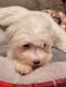 Maltese Puppies for sale in Horn Lake, MS, USA. price: $2,000