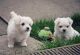 Maltese Puppies for sale in Manchester M32, UK. price: NA