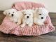 Maltese Puppies for sale in Auburn, WA, USA. price: $2,000
