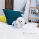 Maltese Puppies for sale in Queens, NY 11106, USA. price: $3,800