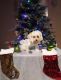 Maltese Puppies for sale in Tarpon Springs, FL, USA. price: $700