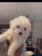 Maltese Puppies for sale in Fort Pierce, FL, USA. price: $1,200