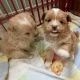 Maltese Puppies for sale in California City, CA, USA. price: $600