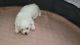 Maltese Puppies for sale in Angier, NC 27501, USA. price: $2,500