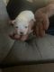 Maltese Puppies for sale in Brooklyn, NY, USA. price: $1,100