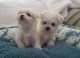 Maltese Puppies for sale in St. Petersburg, FL 33702, USA. price: $2,000
