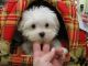 Maltese Puppies for sale in Atlanta, GA, USA. price: $500