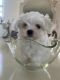 Maltese Puppies for sale in St. Petersburg, FL, USA. price: NA