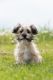 Maltese Puppies for sale in Bourbon, IN 46504, USA. price: NA