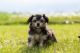 Maltese Puppies for sale in Bourbon, IN 46504, USA. price: $950