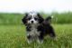 Maltese Puppies for sale in Bourbon, IN 46504, USA. price: $950